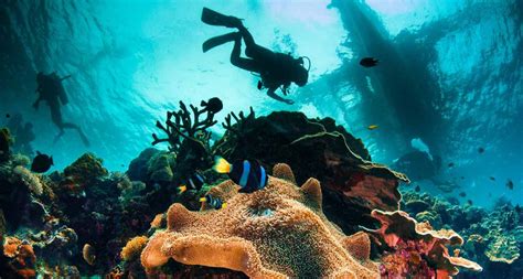  Discovering the Archipelago: Diving into the Philippine Seas A Journey Through Underwater Wonder and Cultural Tapestry