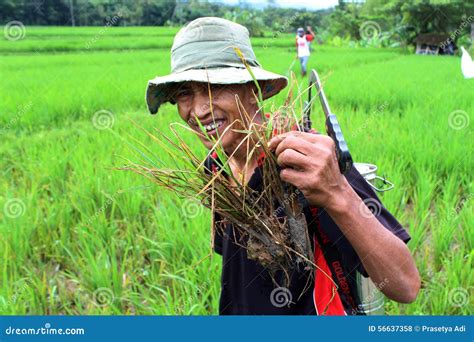  「Organic Farming for Profit」: あなたの庭を豊かにする、インドネシアの知恵