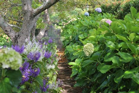  「Plants for Shade」：南アフリカの緑陰を愛する人のための、詩的な庭造りガイド